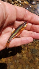Notropis rubricroceus