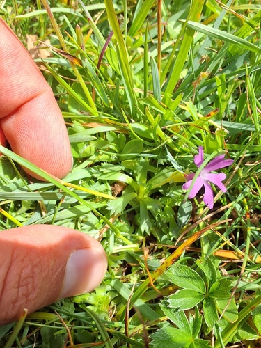 Primula minima (Primula minima)