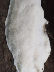 Sebipora aquosa