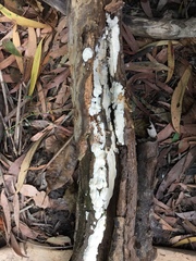 Sebipora aquosa