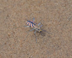 Chaetodera regalis