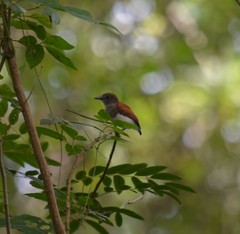 Platysteira castanea