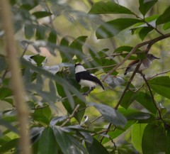 Platysteira castanea