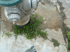 Bidens alba