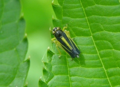 Evacanthus interruptus