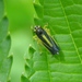 Yellow-and-black Leafhopper - Photo (c) Danio Miserocchi, some rights reserved (CC BY-NC), uploaded by Danio Miserocchi