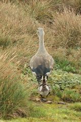 Cyanochen cyanoptera