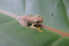 Plectrohyla