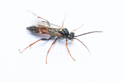 Tenthredopsis scutellaris