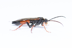 Tenthredopsis scutellaris