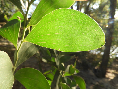 Acacia oraria observed 2024-07-21