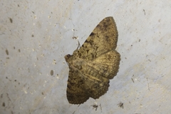 Polydesma boarmoides