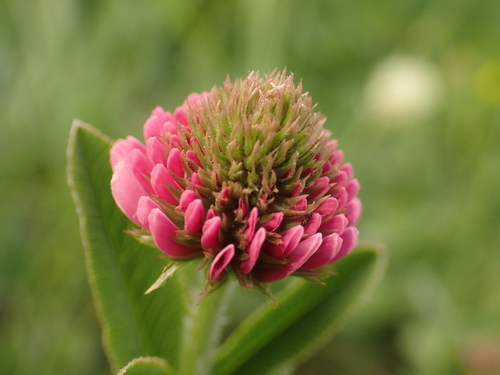Photograph of Trifolium