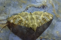 Dysallacta negatalis