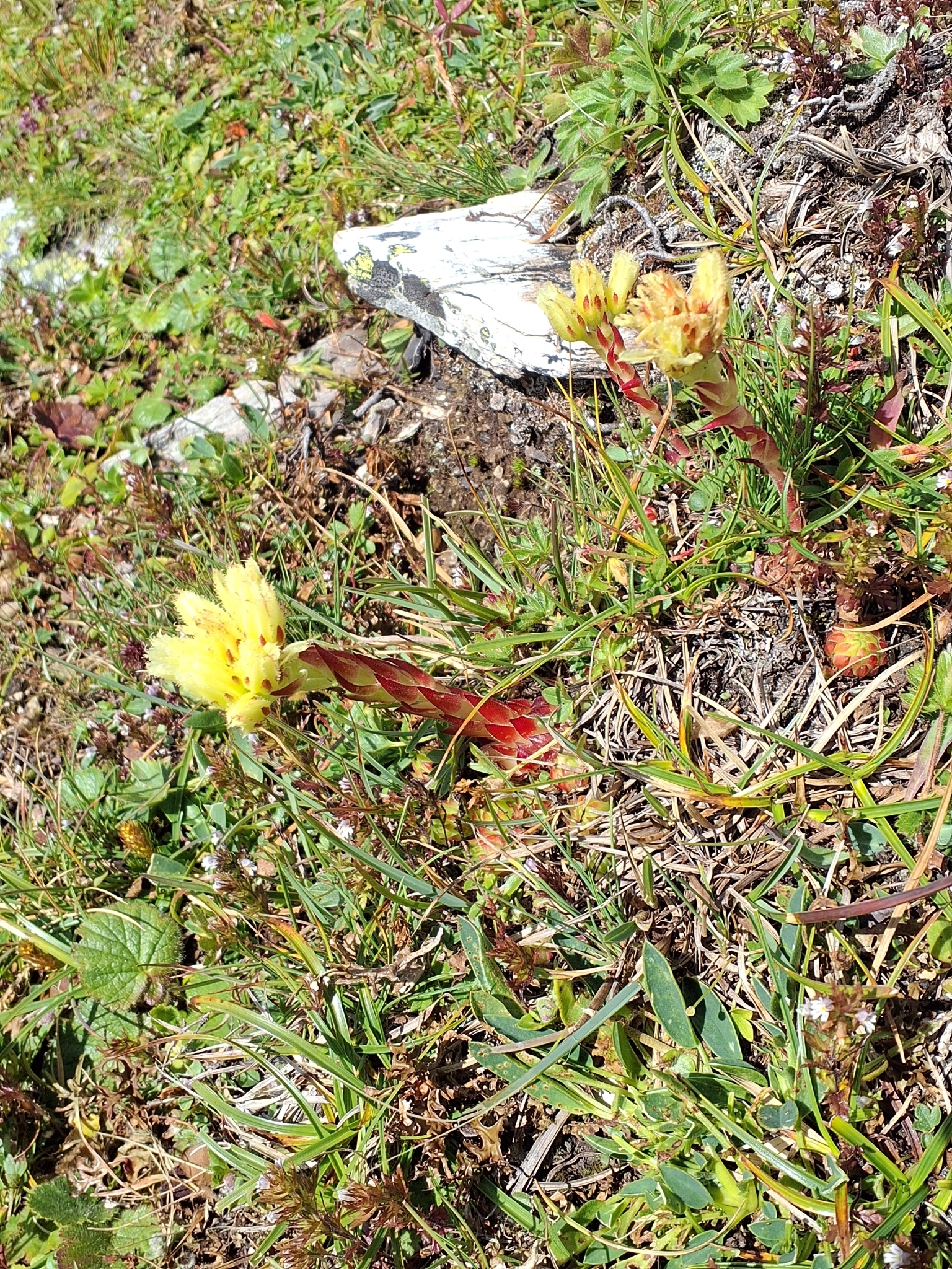 Sempervivum arenarium W.D.J.Koch