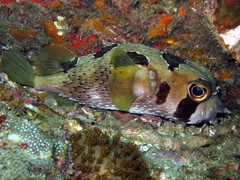 Diodon liturosus