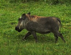 Phacochoerus africanus