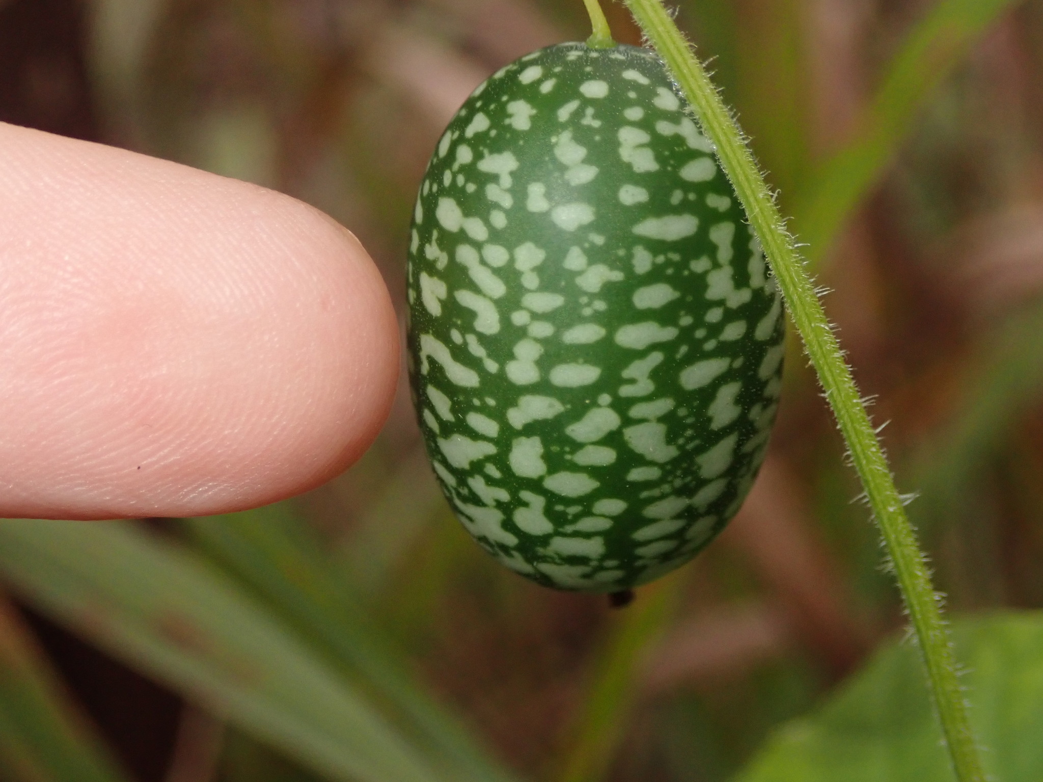 Imagem de Pepino-do-mato