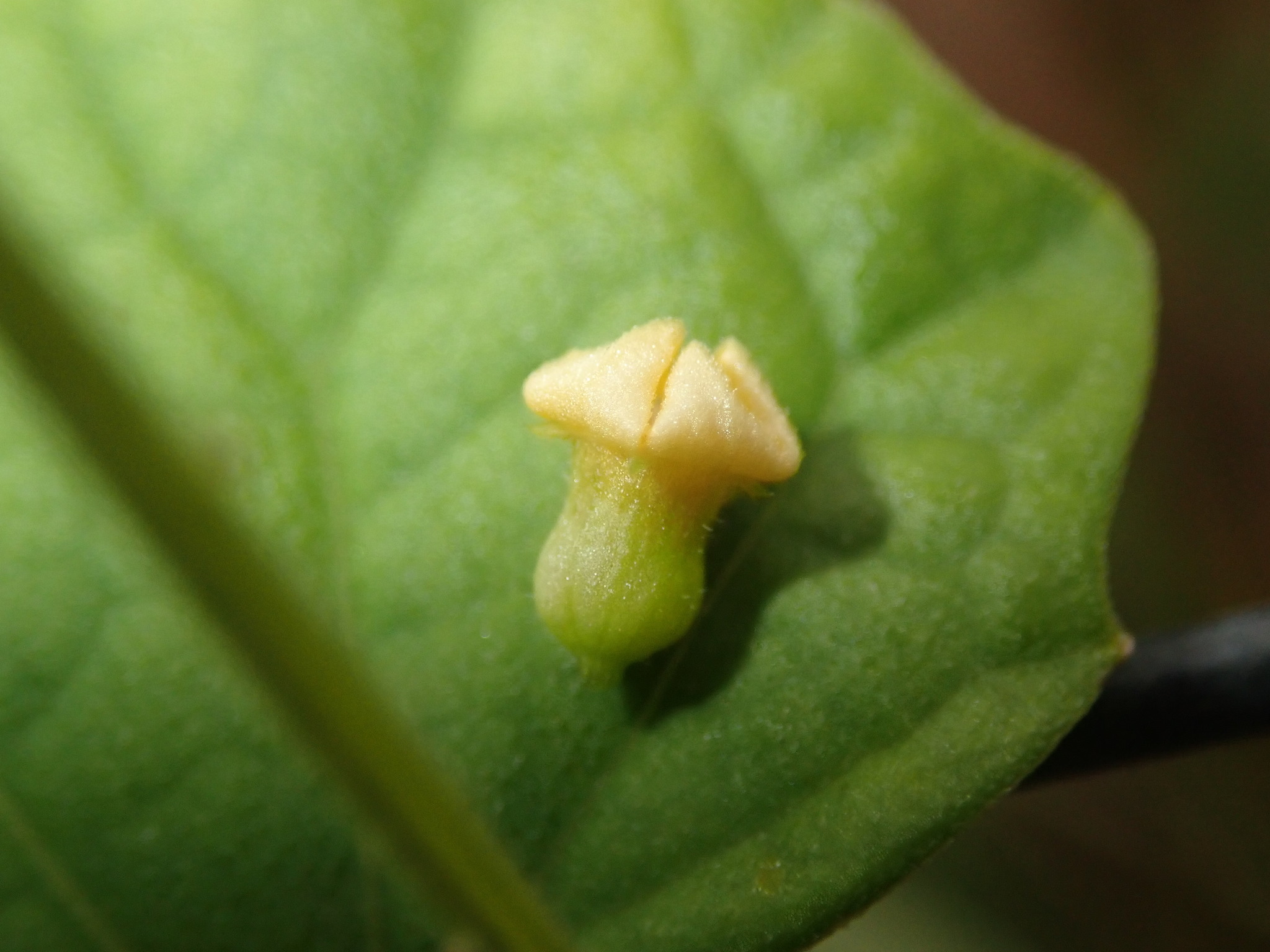 Imagem de Pepino-do-mato