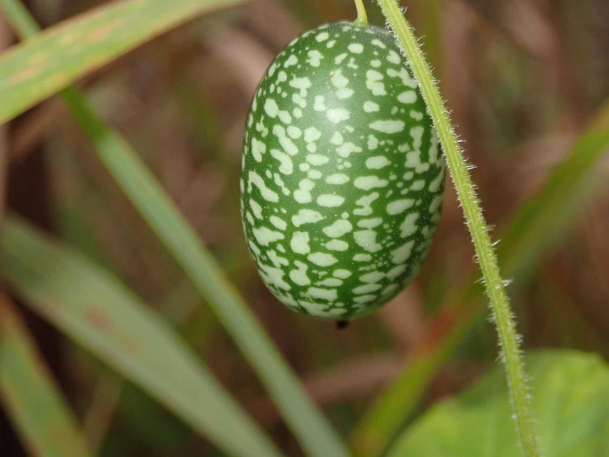 Imagem de Pepino-do-mato