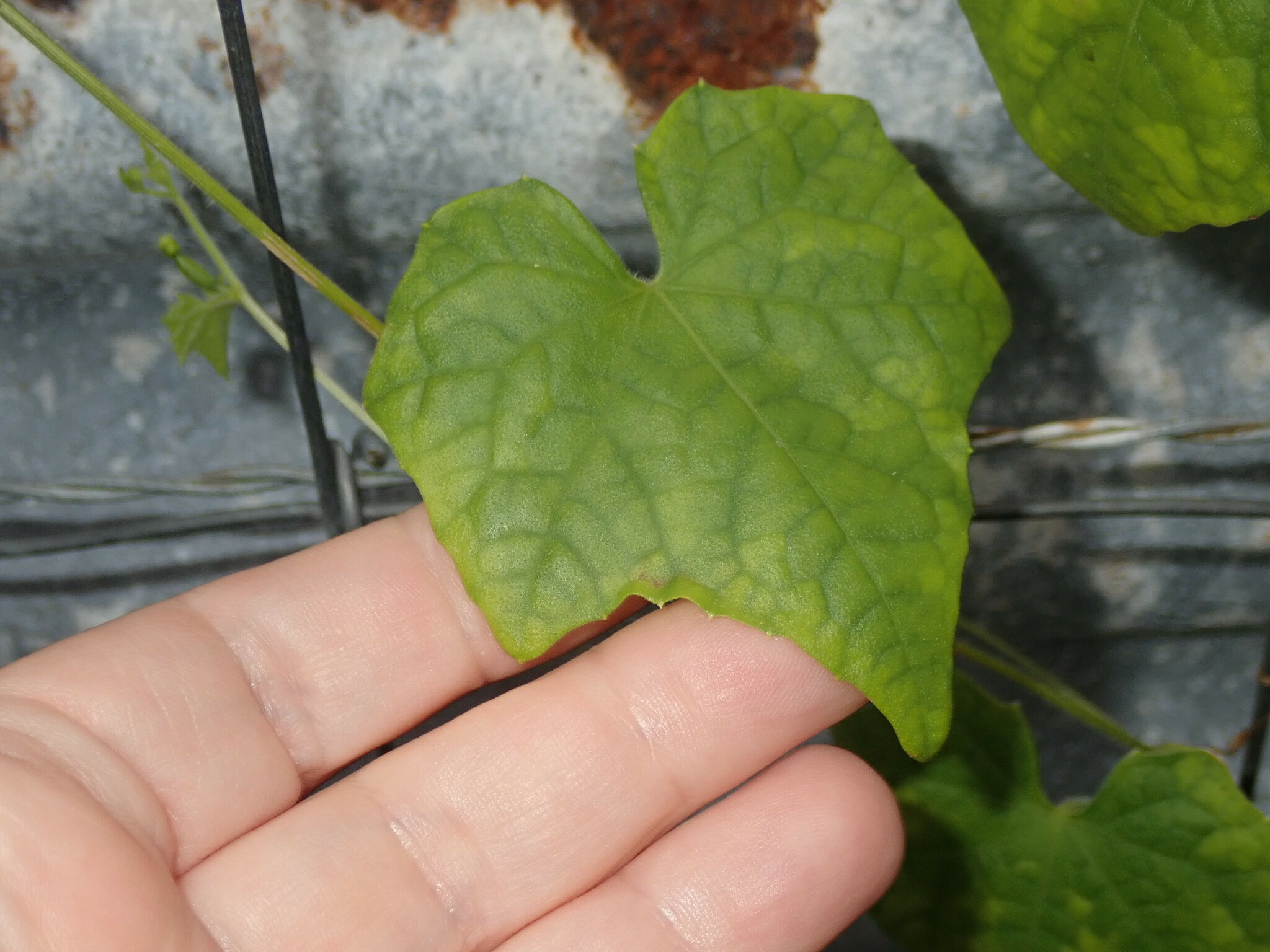 Imagem de Pepino-do-mato