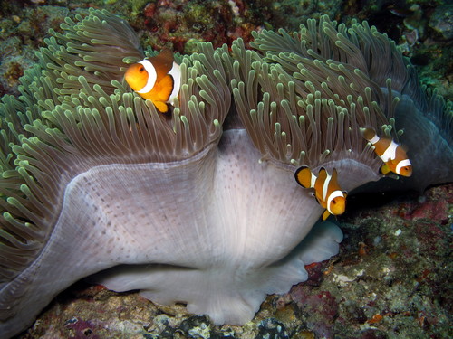 Clownfish