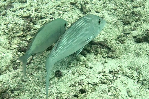 Emperor (Lethrinus microdon) — Lethrinidae