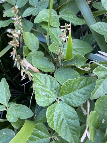 Neonotonia wightii