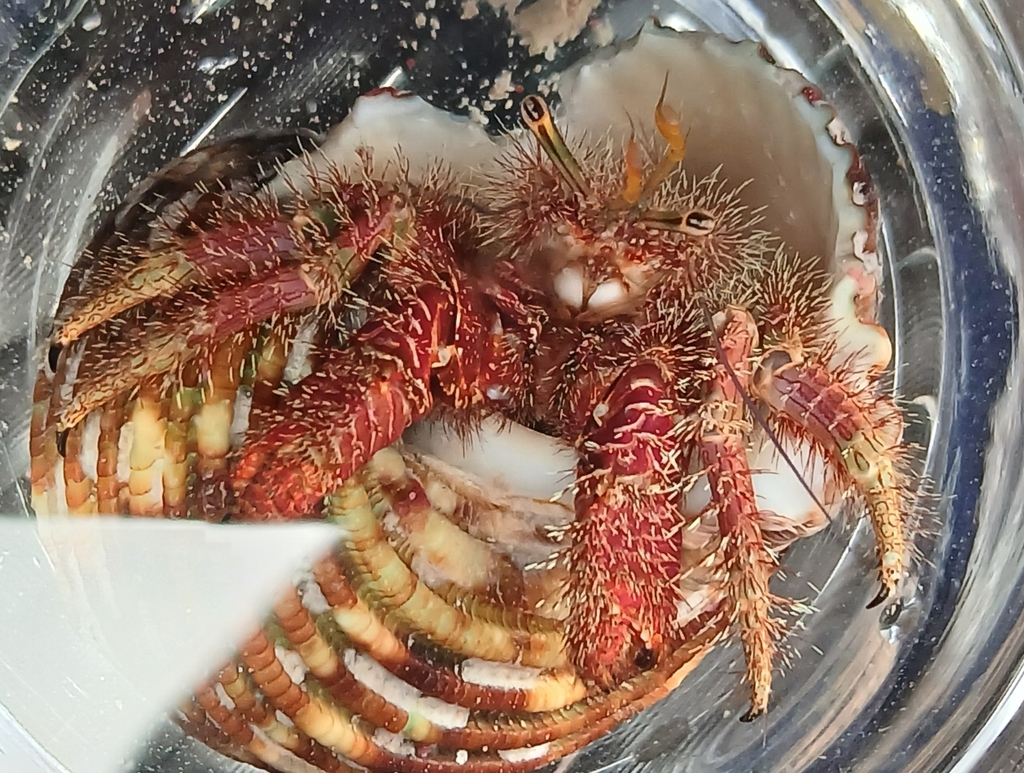 Reticulated Hermit Crab