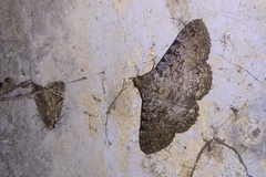 Polydesma boarmoides