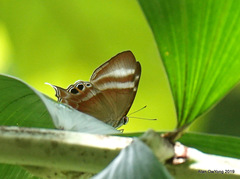 Abisara savitri