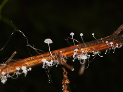 Mycena albidocapillaris