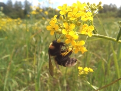 Bombus subterraneus