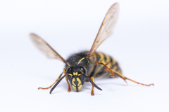 Dolichovespula saxonica