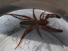 Gluvia dorsalis