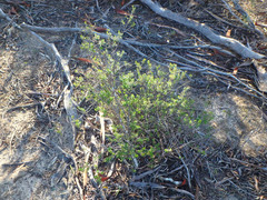 Pomaderris obcordata