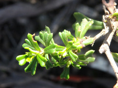 Pomaderris obcordata