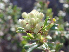 Pomaderris obcordata