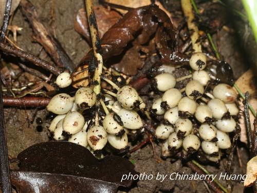 Curculigo capitulata
