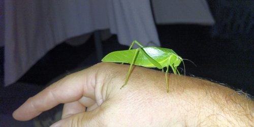 Phoebolampta excellens