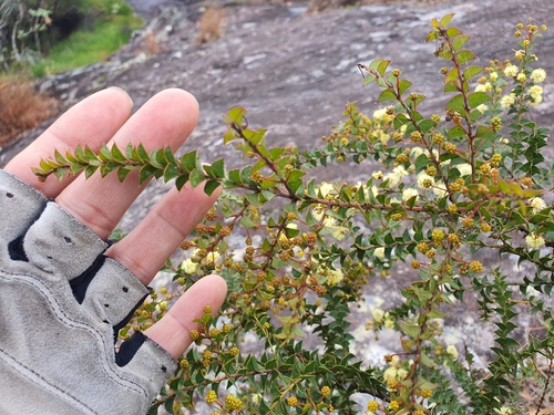 Image of Acacia hubbardiana by (c) Lek Khauv, some rights reserved (CC BY)