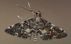 Piletocera viperalis