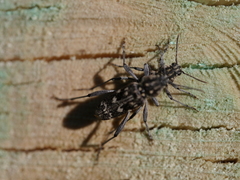 Xylotrechus rusticus