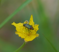 Malachius bipustulatus
