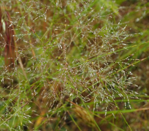 Aira elegantissima iNat (3)
