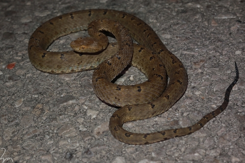 Photo of a Mao-lan pitviper (Protobothrops maolanensis)