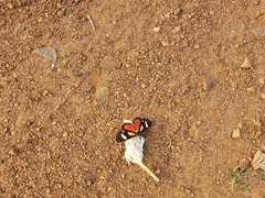 Phaegorista agaristoides