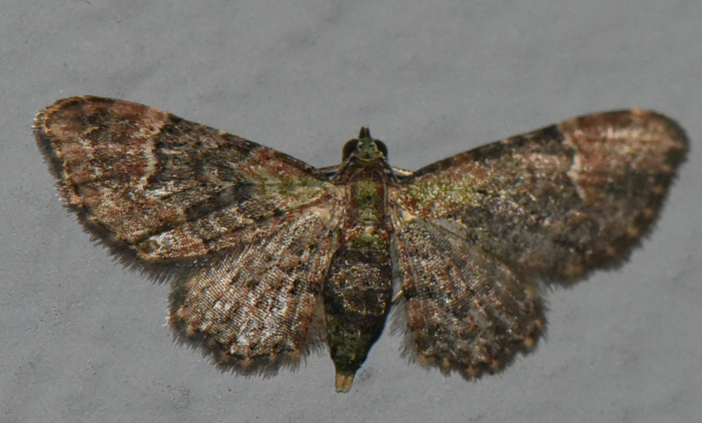 Chloroclystis latifasciata