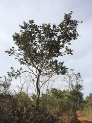 Hymenaea stigonocarpa