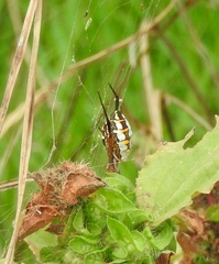 Argiope catenulata